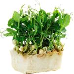 Affilla Cress