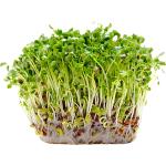 Alfalfa Sprout