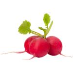Baby Radish