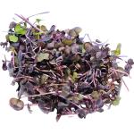 Daikon Red – Microgreen Cut