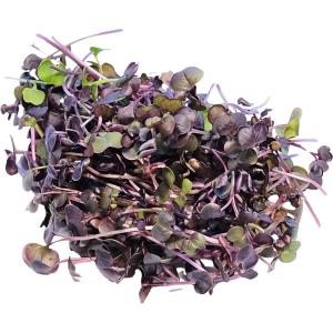 Daikon Red – Microgreen Cut