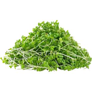Kale – Microgreen Cut