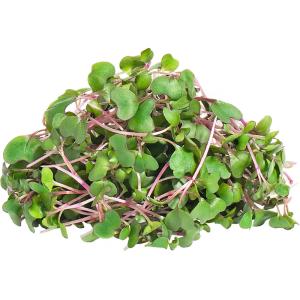 Kohlrabi Purple – Microgreen Cut
