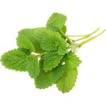 Lemon Balm