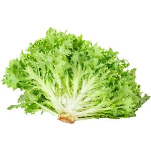 Lettuce Frisee Green