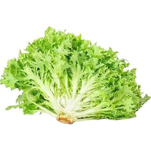 Lettuce Frisse Green Holland
