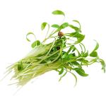 Micro Coriander