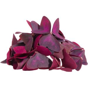 Oxalis Butterfly Leaf – Specialty Greens