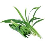 Pandan Leaves