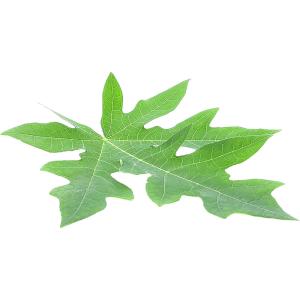 Papaya Leaf
