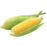 Sweet Corn