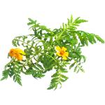 Tagetes Leaf – Specialty Greens