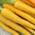 Yellow Carrot
